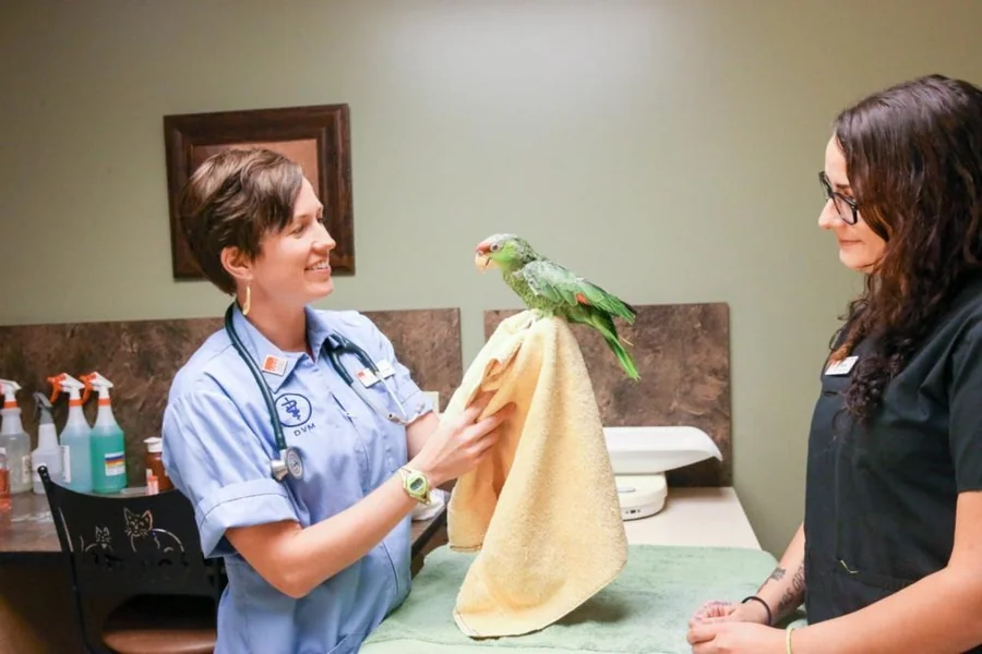 How Animal Hospitals Care For Exotic Pets Exotic Pets